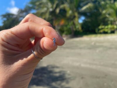 Náušnice mořský koník